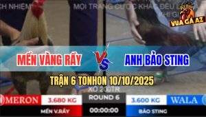 Trận 6 TonHon 10/10/2025 - Gà Chuối Mển Hạ Gà Phèn Anh Bảo Sting