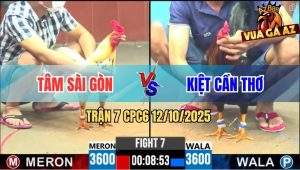 Trận 7 CPC6 12/10/2025 - Gà Bướm Anh Tâm Đá Điều Anh Kiệt Bay Bồ