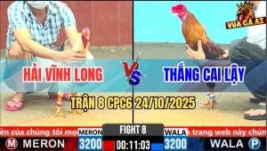 Trận 8 CPC6 24/10/2025 - Bướm Bị Đá Trước Hên Không Sao Kẹp Lại Lúa Về