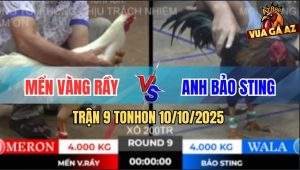 Trận 9 TonHon 10/10/2025 - Que Ngoại Hạng Bảo Sting Đâm Cựa Quá Tịch
