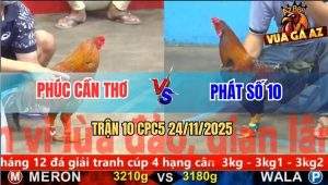 Trận 10 CPC5 24/11/2025 - Gà Vàng Anh Phúc Đứng Cầm Hơi Tiền Về Đầy Ví