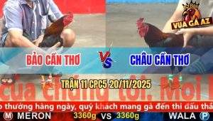 Trận 11 CPC5 20/11/2025 - Xanh Né Hay Để Lại Cây Lưng Đỏ Tắt Điện