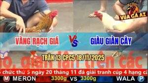 Trận 13 CPC5 18/11/2025 - Gà Cú Anh Vàng Bắt Bướm Trong Nốt Nhạc Đầu