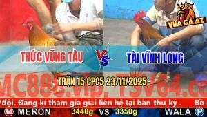 Trận 15 CPC5 23/11/2025 - Gà Vàng Anh Thức Đá 1 Chân Điều Nằm Xòe Đuôi