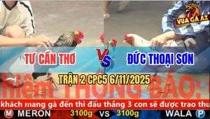 Trận 2 CPC5 6/11/2025 - Gà Chuối Anh Tư Cần Thơ Đâm Cựa Bao Dính