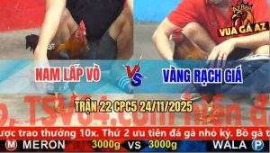 Trận 22 CPC5 24/11/2025 - Gà Anh Vàng Bị Đá, Chân Chạy Miệng Kêu Ót Ót