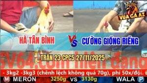 Trận 23 CPC5 27/11/2025 - Gà Bướm Anh Cương Đâm Cựa Như Sét Đánh