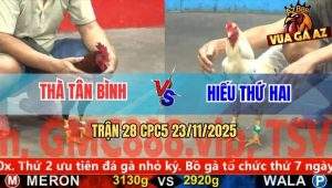 Trận 28 CPC5 23/11/2025 - Điều Chân Xanh Bú Cây Lứng Bướm Bung Chạy