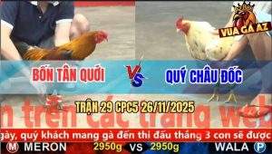 Trận 29 CPC5 26/11/2025 - Bướm Anh Quý Bị Quáng Kẹp Vô Đâm Điều Té