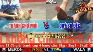 Trận 31 CPC5 21/11/2025 - Gà Que Anh Quý Sa Đéc Đâm Cựa Như Sơ Mít