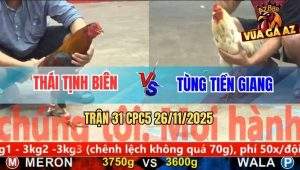 Trận 31 CPC5 26/11/2025 - Gà Điều Quá Hung Tàn, Đá Bướm Chết Đứng