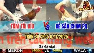 Trận 34 CPC5 6/11/2025 - Bướm Đá Cựa Nổi Óc Điều Ngủm Sau Tay Nước Đầu