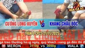 Trận 4 CPC5 21/11/2025 - Gà Cú Anh Cường Đá Điều Anh Khang Gãy Cổ
