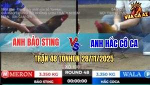 Trận 48 TonHon 28/11/2025 - Bảo Sting Sửa Gà Đẳng Cấp Hạ Anh Hắc Cô Ca