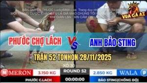 Trận 52 TonHon 28/11/2025 - Điều Cọp Bảo Sting Chồng Độ Nhẹ Hơn 3 Chấm