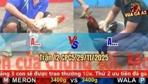 Trận 12 CPC5 29/11/2025