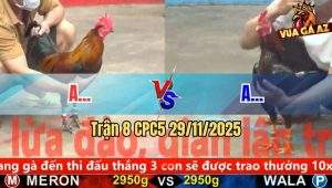 Trận 8 CPC5 29/11/2025