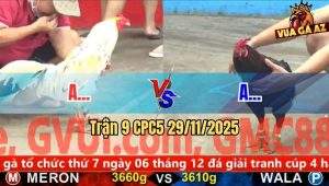 Trận 9 CPC5 29/11/2025