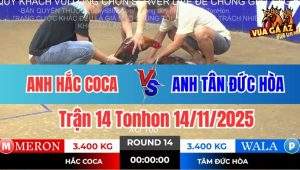 Trận 14 Tonhon 14/11/2025