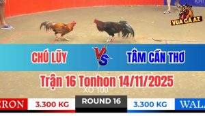 Trận 16 Tonhon 14/11/2025