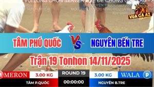 Trận 19 Tonhon 14/11/2025