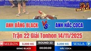 Trận 22 Giải Tonhon 14/11/2025