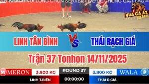 Trận 37 Tonhon 14/11/2025