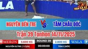 Trận 39 Tonhon 14/11/2025