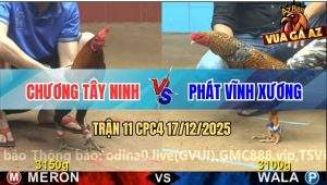 Trận 11 CPC4 17/12/2025 - Gà Cú Anh Phát Đá Tăng 1 Gà Que Té Ra Si Rô