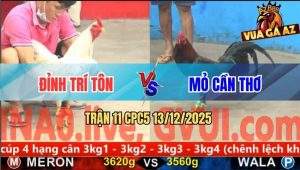 Trận 11 CPC5 13/12/2025 - Gà Bướm Anh Đỉnh Trí Tôn Tải Cựa Quá Tốt