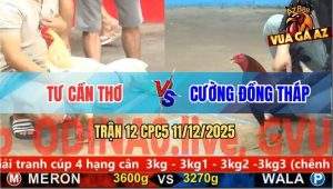 Trận 12 CPC5 11/12/2025 - Gà Que Nhỏ Mà Cáp Ngông Bướm Đá Cho La Làng