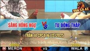 Trận 14 CPC4 16/12/2025 - Bướm Hiệu Anh Tư Đâm Gà Điều Ói Đen Đầu