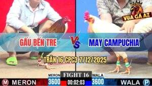 Trận 16 CPC3 7/12/2025 - Gà Điều Anh Gấu Bến Tre Có Chân Xạo Lờ