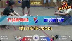 Trận 23 Hà Tiên 7/12/2025 - Gà Chuối Anh Nu Đá Bướm Không Sót Chân Nào