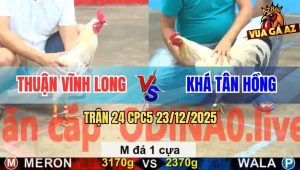 Trận 24 CPC5 23/12/2025 - Bướm Anh Thuận Đá 1 Cựa Đâm Bao Dính