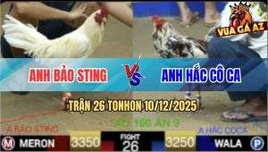 Trận 26 TonHon 10/12/2025 - Gà Bông Đá Bướm Bảo Sting Không Kịp Dỡ Giò