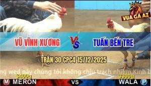 Trận 30 CPC4 15/12/2025 - Bướm Anh Tuấn Bến Tre Đâm Cựa Như Cái Máy