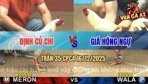 Trận 35 CPC4 16/12/2025 - Bướm Anh Định Đá 3 Số Tới Là Có Kết Quả