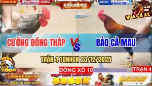 Trận 4 TonHon 23/12/2025 - Gà Cú Kêu 2 Tiếng Điều La Miệng Bỏ Chạy