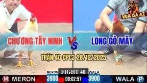 Trận 40 CPC3 28/12/2025 - Gà Úa Anh Chương Đâm Camelo Gỡ Cựa Không Kịp