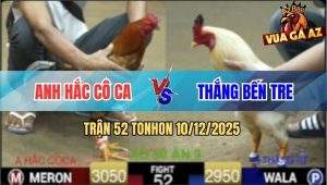 Trận 52 TonHon 10/12/2025 - Bướm Quá Đâm Vàng Anh Hắc Gồng Không Nổi