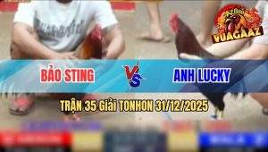Trận 35 Tonhon 31/12/2025