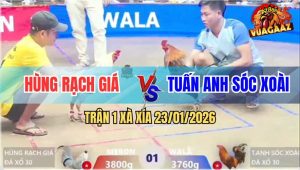 Trận 1 Xà Xía 23/1/2026 - Vàng Đuôi Lao Bú Bướm Cây Cần Tắt Điện