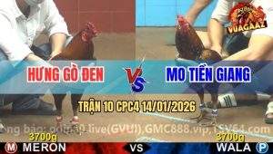 Trận 10 CPC4 14/1/2026 - Vàng Bông Anh Mo Tiền Giang Đâm Như Chỉa