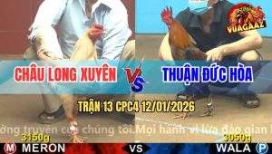 Trận 13 CPC4 12/1/2025 - Gà Que Đá Bướm Te Tua Xong Chạy La Làng