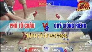 Trận 14 Xà Xía 12/1/2025 - Bướm Hiệu Anh Nu Sẩy Chân Phút 90