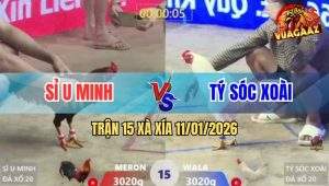 Trận 15 Xà Xía 11/1/2026 - Úa Chân Xanh Đá Banh Tủ Tiền Gà Que