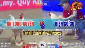 Trận 15 Xà Xía 16/1/2026 - Úa Chân Trắng Kém 6 Chấm Đá Đỏ Té Xòe Đuôi