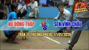 Trận 17 Thường Phước 17/1/2026 - Bướm Anh Nu Đá Gãy Cổ Gà Điều Anh Sen