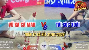 Trận 17 Xà Xía 31/1/2026 - Bướm Chồng Độ Đá Điều Đập Cánh Xin Hàng